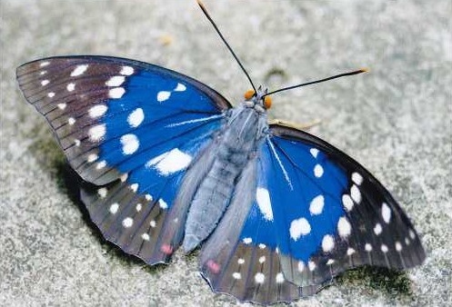 �I�I�����T�L