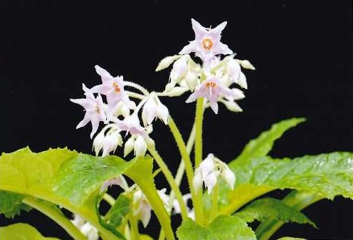 �C���^�o�R