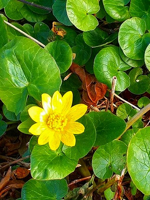 �����E�L���J