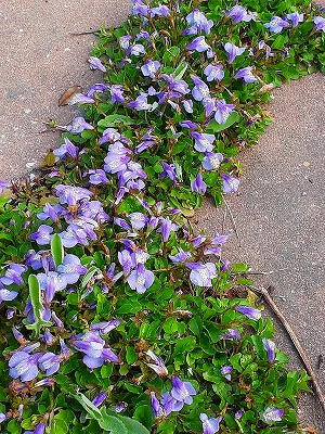 �����T�L�T�M�S�P