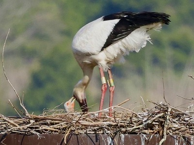 ��S���ŃR�E�m�g������މ��